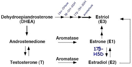 Aromatase of androgens to estrogens.