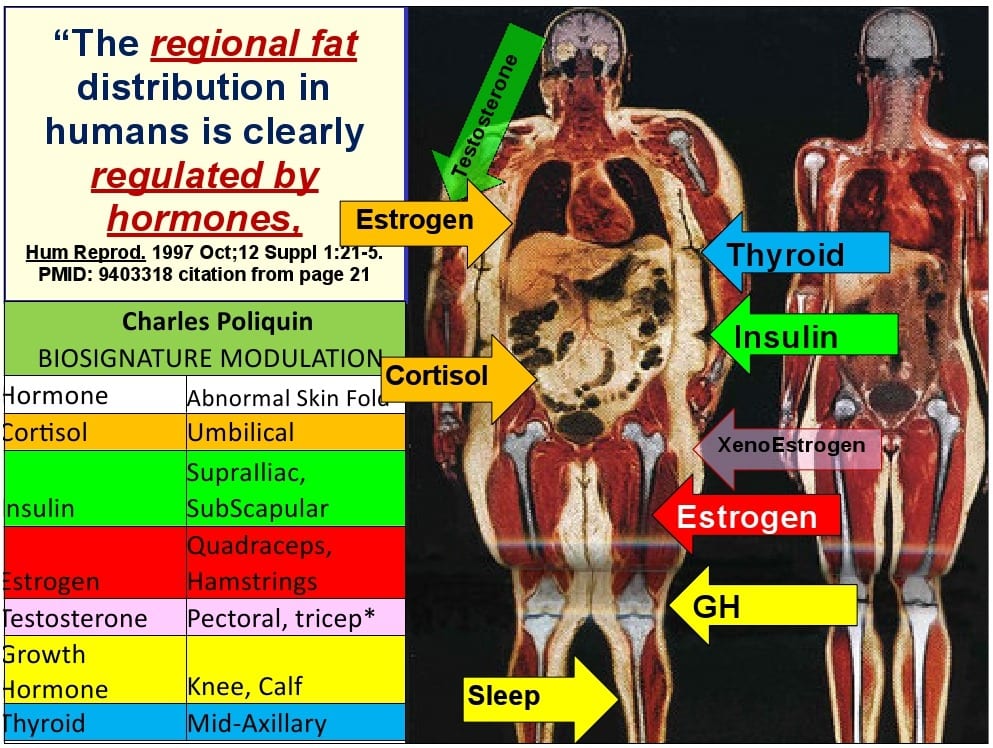 Body Fat Distribution