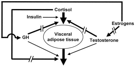 Hormonal regulation of regional fat storage