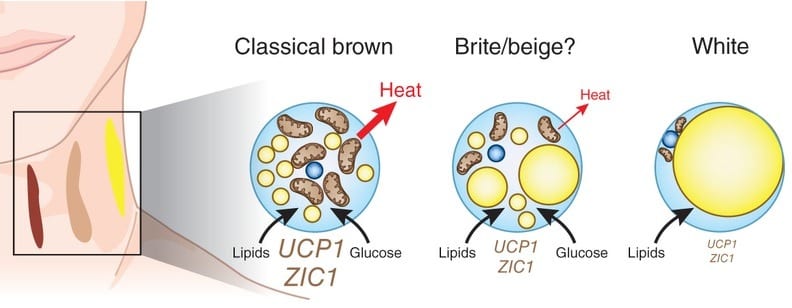 Types of adipocytes brown beige white