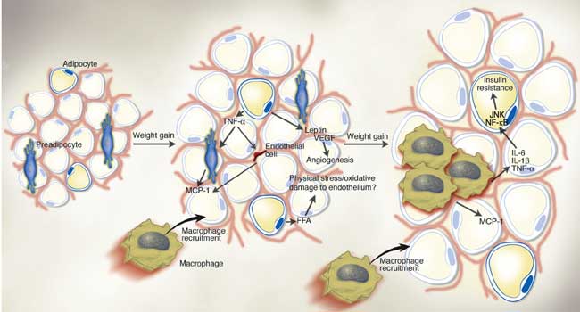 Weight gain causes insulin resistance via the activity of adipokines.