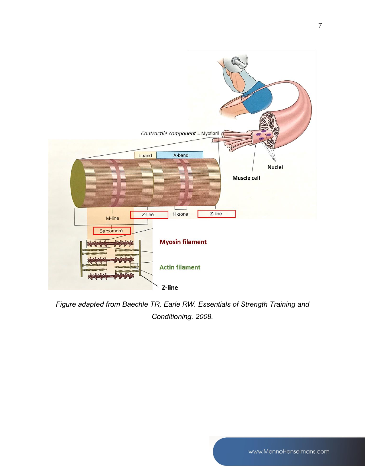 Muscle fibre anatomy diagram