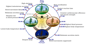 24 Hour Human Circadian Rhythm