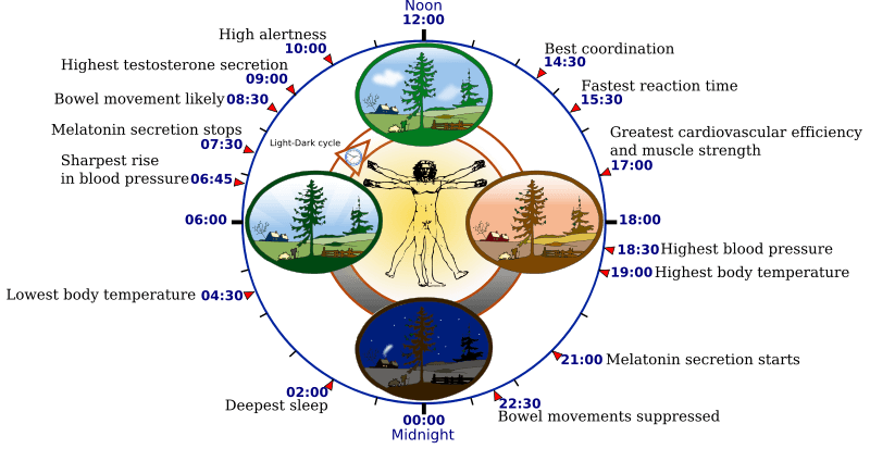 24 Hour Human Circadian Rhythm