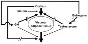 Hormonal regulation of regional fat storage