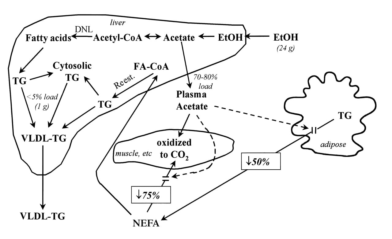 Alcohol metabolism