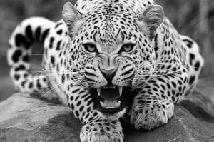 Jag