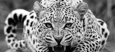Jag