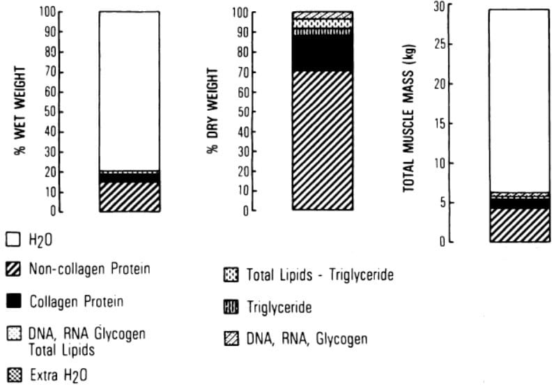 Muscle tissue composition