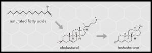 Saturated fat cholesterol testosterone