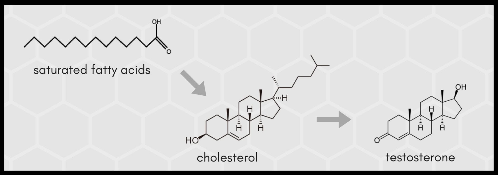 Saturated fat cholesterol testosterone