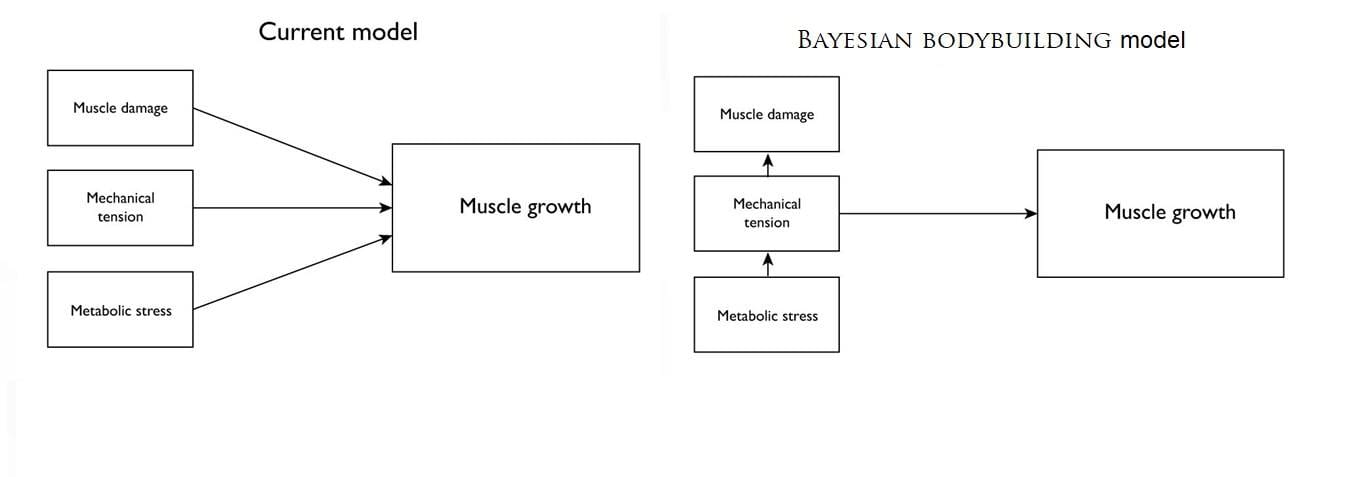 Mechanisms of muscle growth 