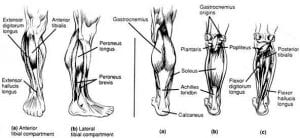 calves