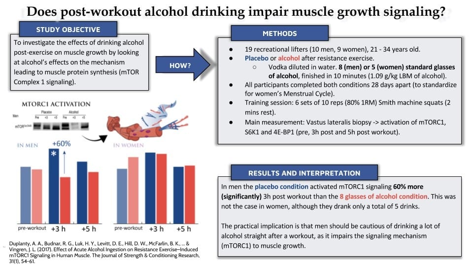 Effect of alcohol on muscle protein synthesis 