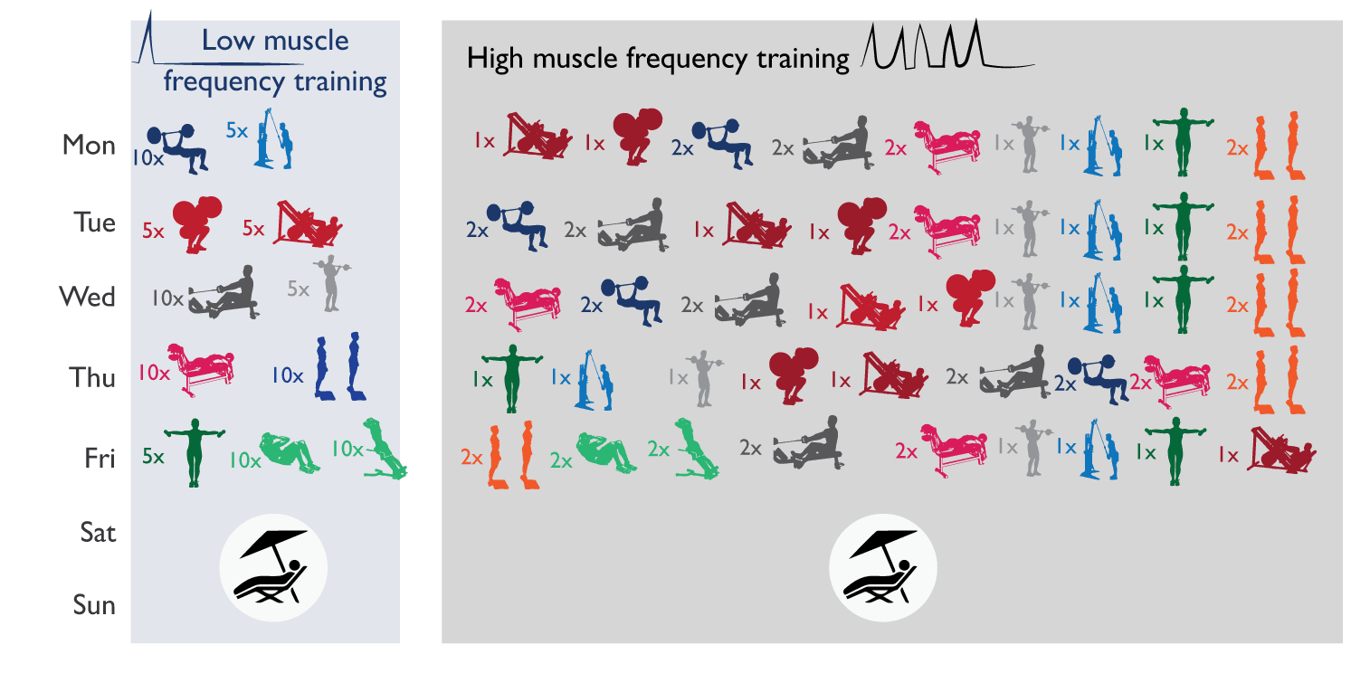 Best science based online workout split