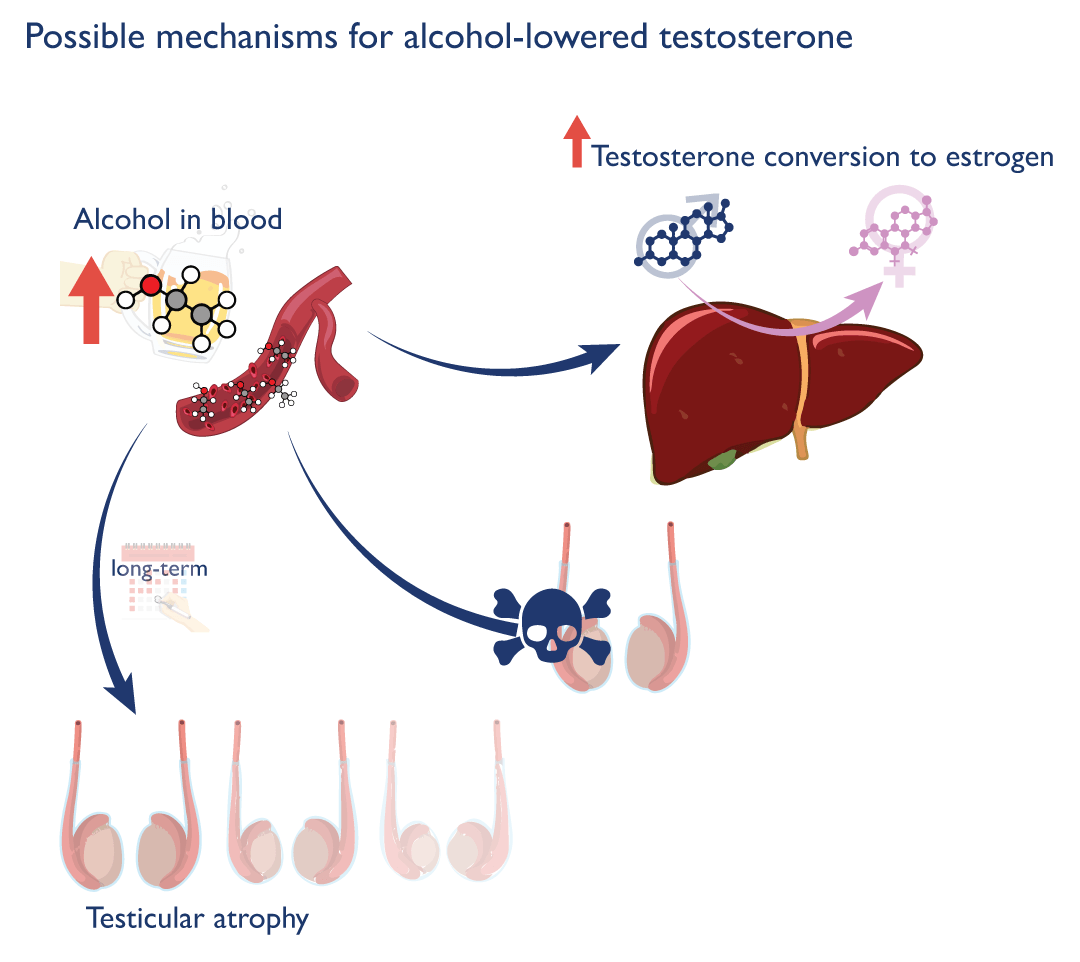 Mecanismos por los que el alcohol reduce la testosterona