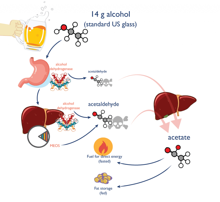 imageshowingdigestiveprocessalcoholdehydrogenaseacetaldehydeetc