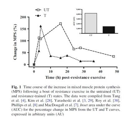 Time-course-muscle-protein-synthesis-405