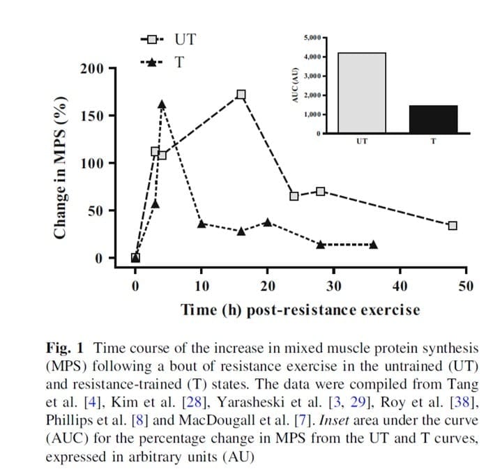 Time course muscle protein synthesis