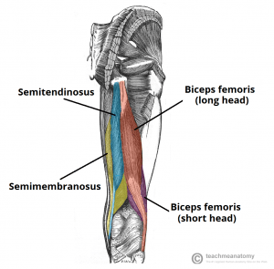 hamstring anatomy