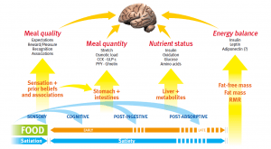 satiety mechanisms