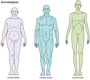 Endomorph, ectomorph, mesomorph