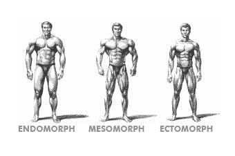 endomorph ectomorph mesomorph somatotypes