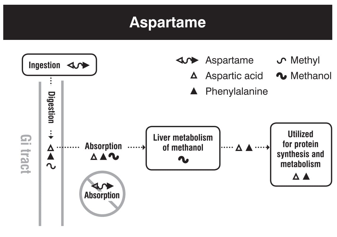 Aspartame digestion absorption metabolism excretion