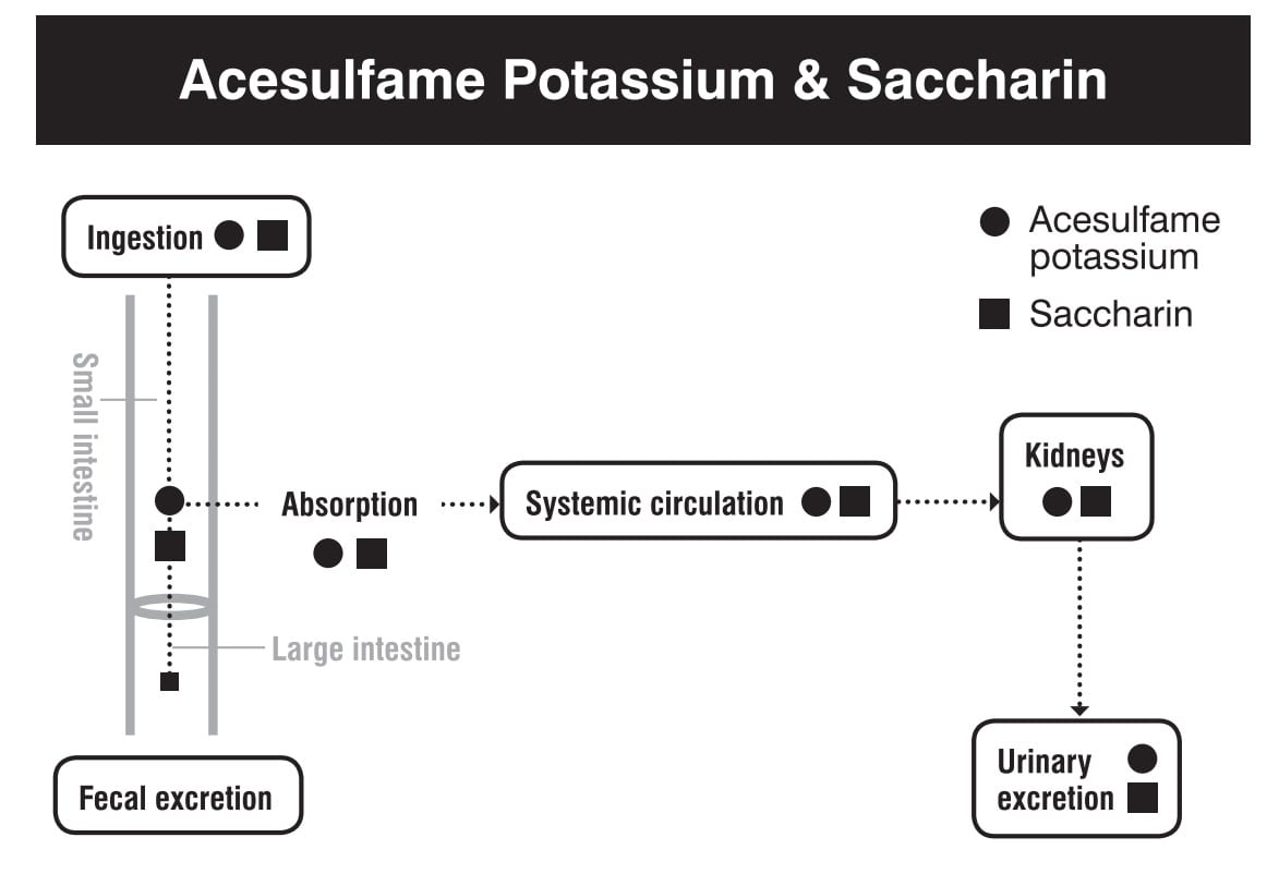 Saccharin digestion absorption metabolism excretion