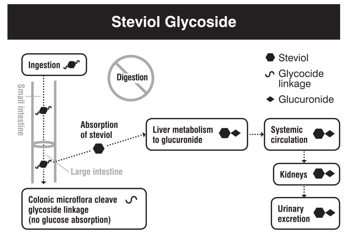 Stevia digestion absorption metabolism excretion