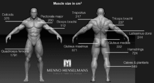 muscle size of each muscle men