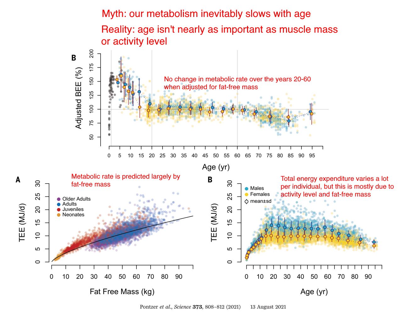 Metabolism with age