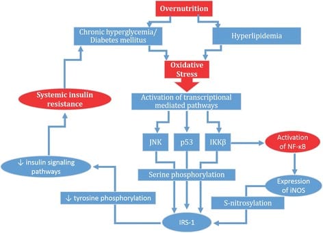 insulin resistance inflammation