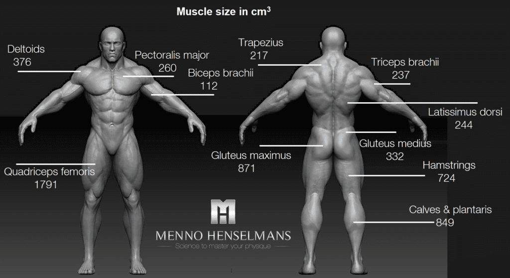 https://mennohenselmans.com/wp-content/uploads/2022/12/muscle-size-of-each-muscle-men-1024x558.png