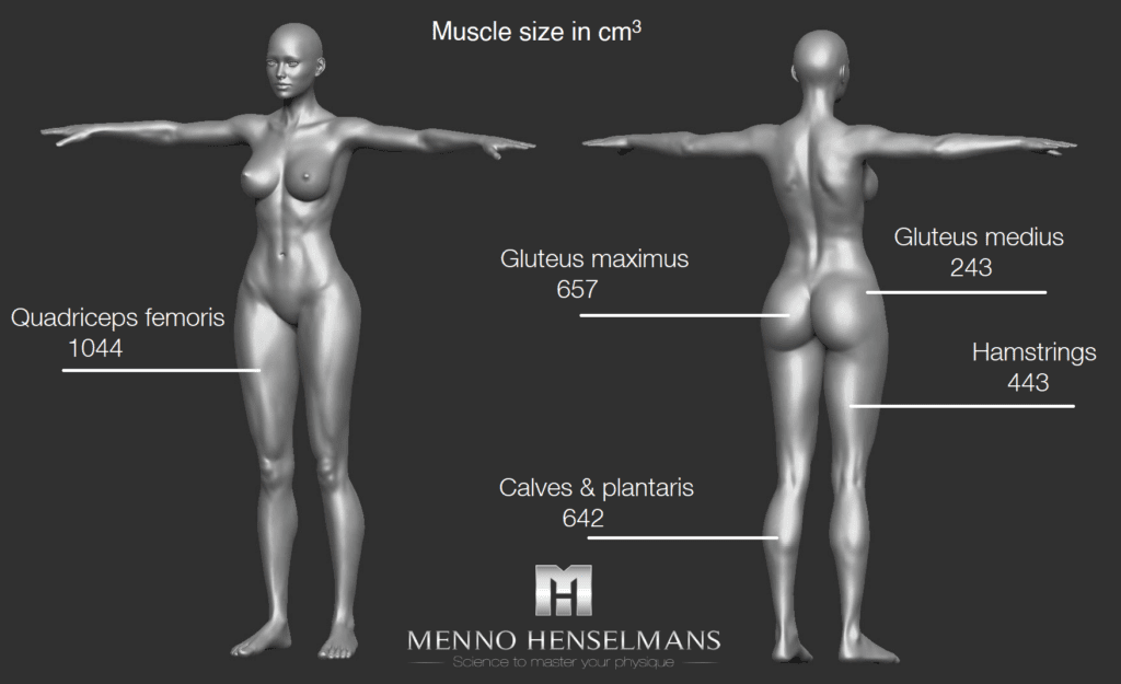 https://mennohenselmans.com/wp-content/uploads/2022/12/muscle-size-of-each-muscle-women-1024x625.png
