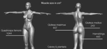 muscle size of each muscle women