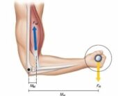 Bayesian curls: the best biceps builder