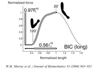 Biceps length-tension