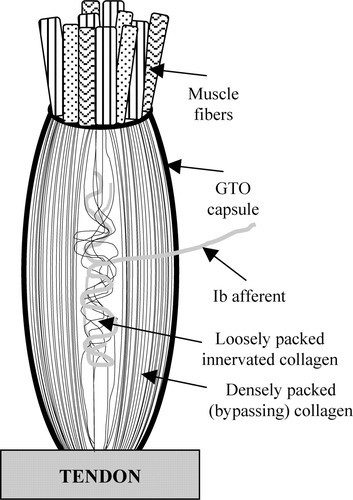 GTO mind-muscle