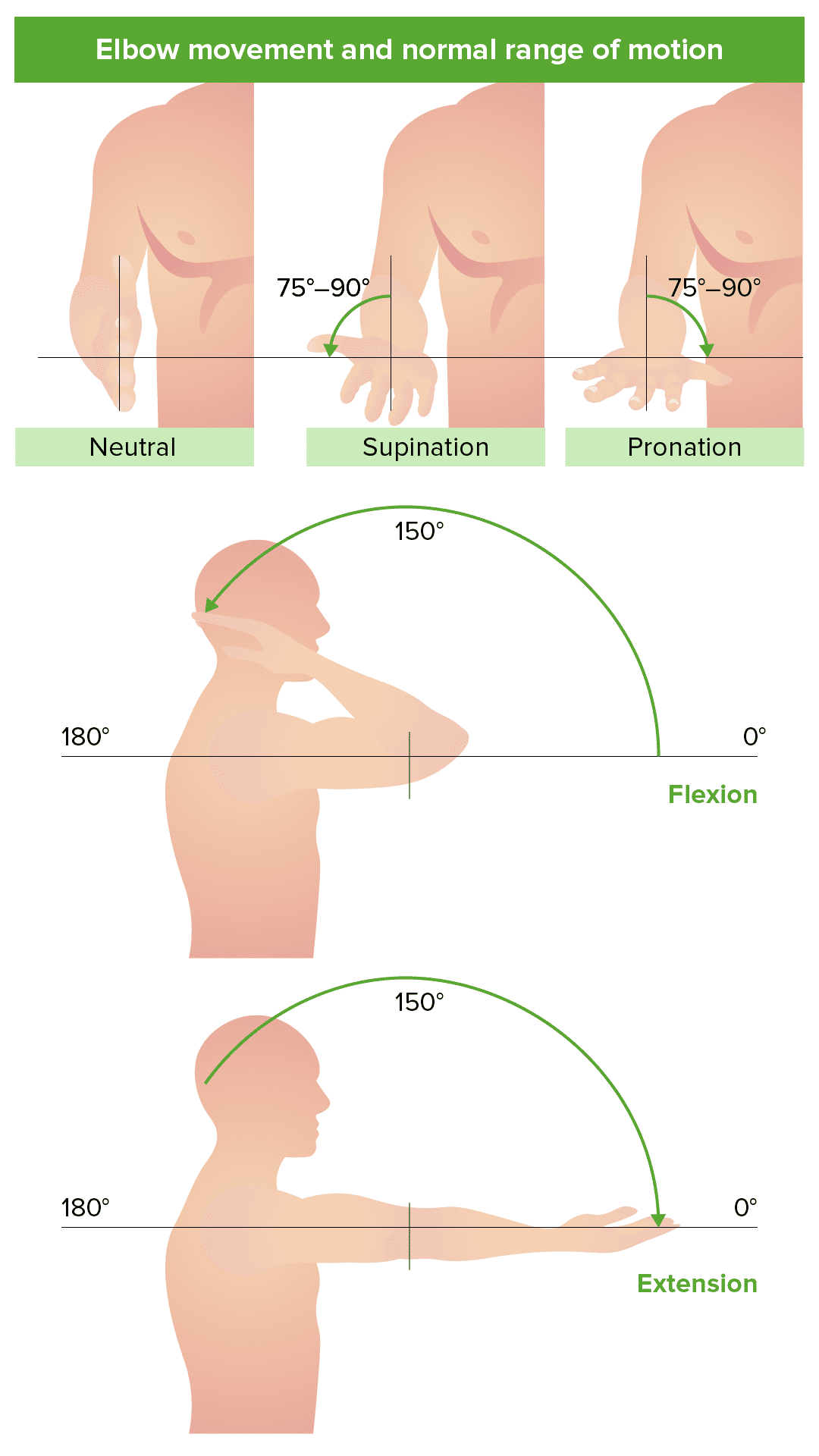 elbow flexion and supination