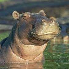 Im The Real Getter_done (Srs) (Pics) Skeptical-hippo